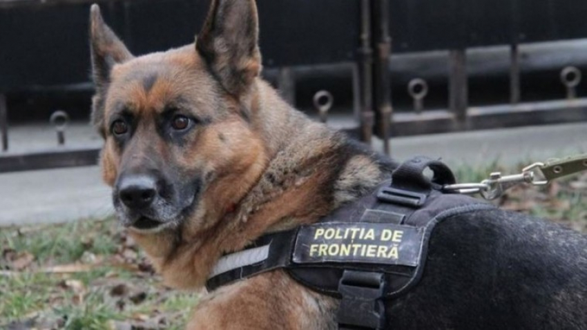 Преступник пытался сбежать из страны, однако пограничная собака «была другого мнения»