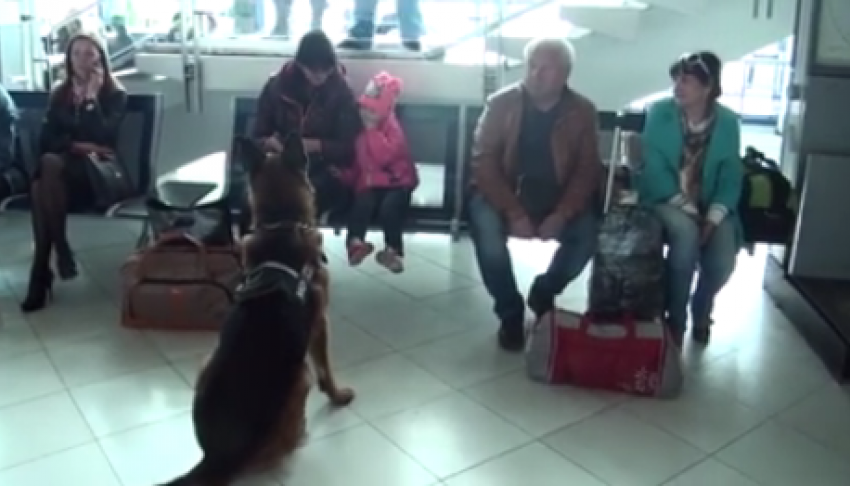 Пограничная полиция поздравила посетителей аэропорта с Пасхой от имени «говорящей» собаки 
