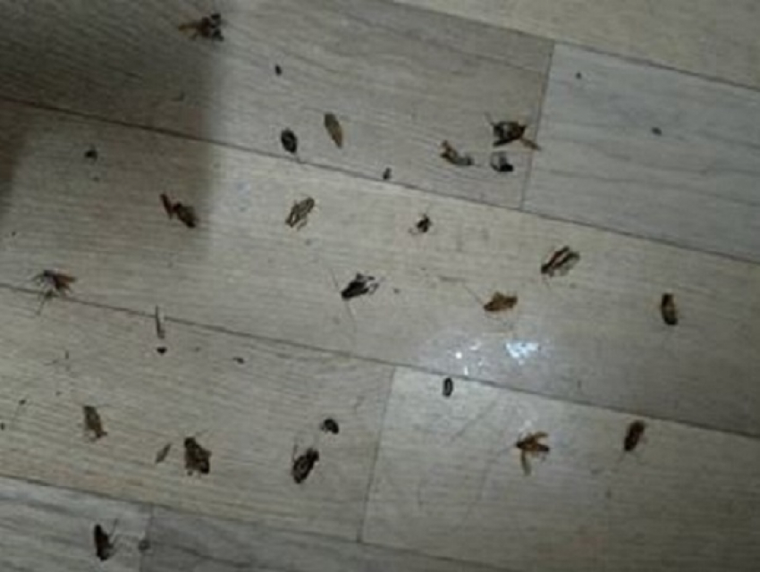 Огромный рой тараканов атаковал спящего больного в РКБ