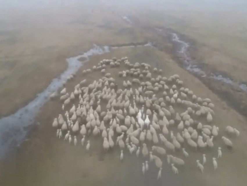 В Дезгинже отары овец уничтожили посевы озимых