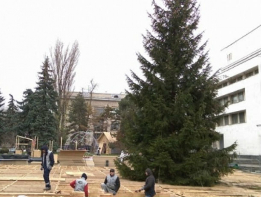 Огромную новогоднюю ёлку выпросил Павел Филип у правительства Бухареста 