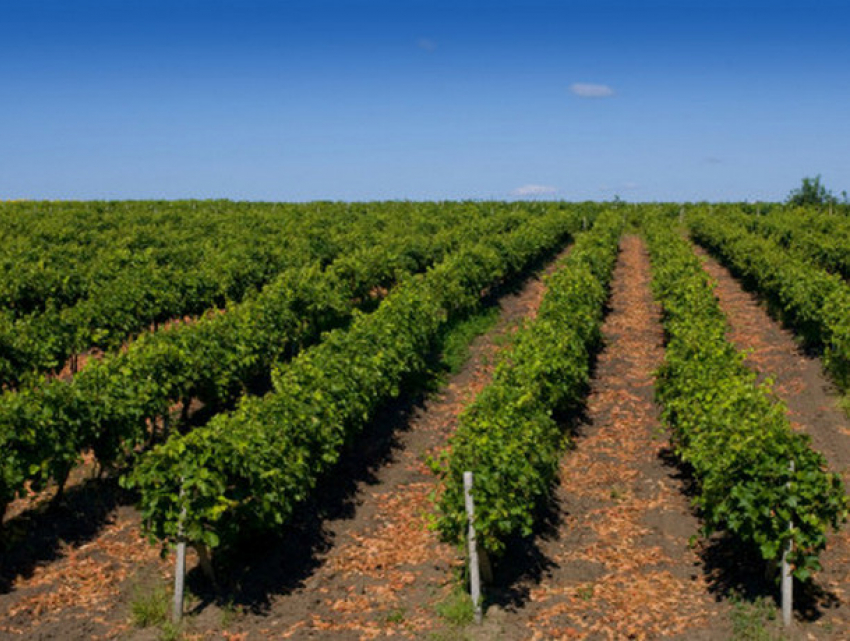 В Молдову возвращается жара: погода на пятницу 