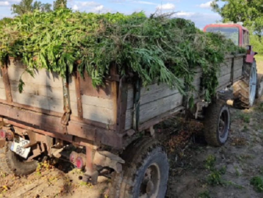 В Каушанском районе обнаружена плантация конопли 