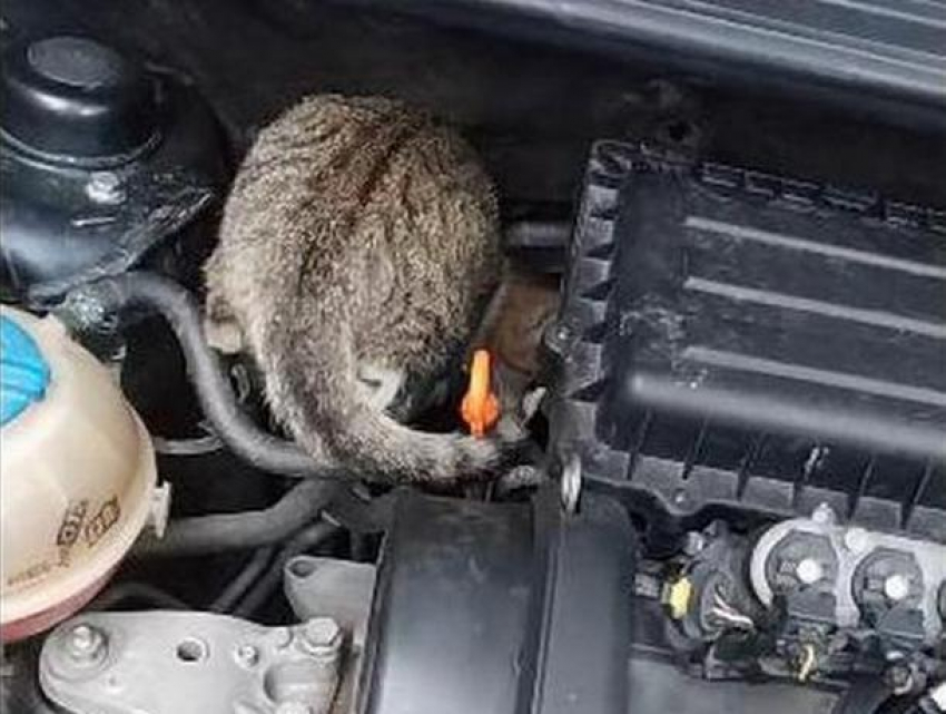 Замерзшее животное обнаружил под капотом автомобиля житель столицы