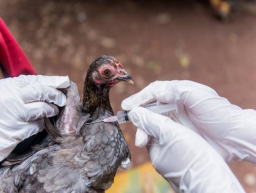 Молдове снова угрожает птичий грипп