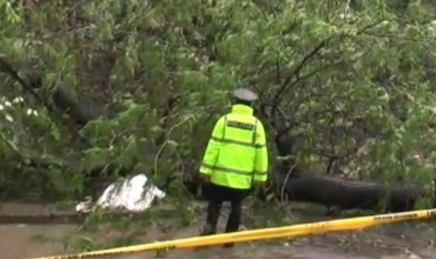 Дело о гибели женщины от упавшего дерева передано в суд