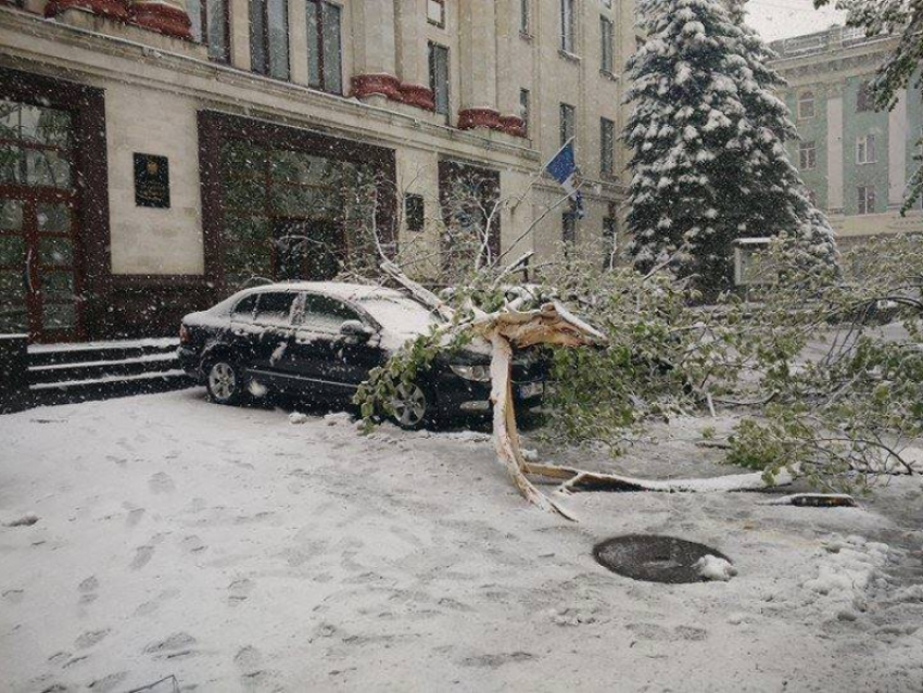 На автомобили двух сотрудников Счетной палаты упало дерево