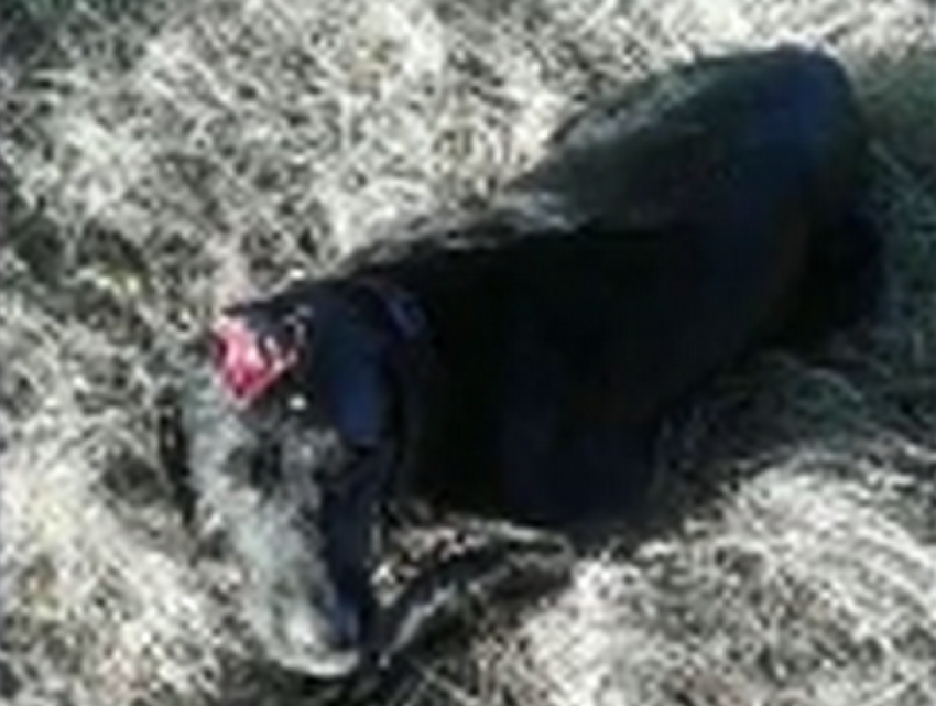Жена с мужем из Кишинева спасли жестоко избитую и умиравшую собаку