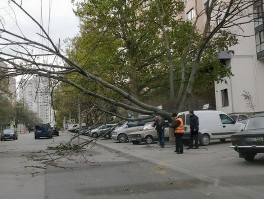 Упавшее на линию электропередач дерево по улице Христо Ботева перекрыло движение транспорта