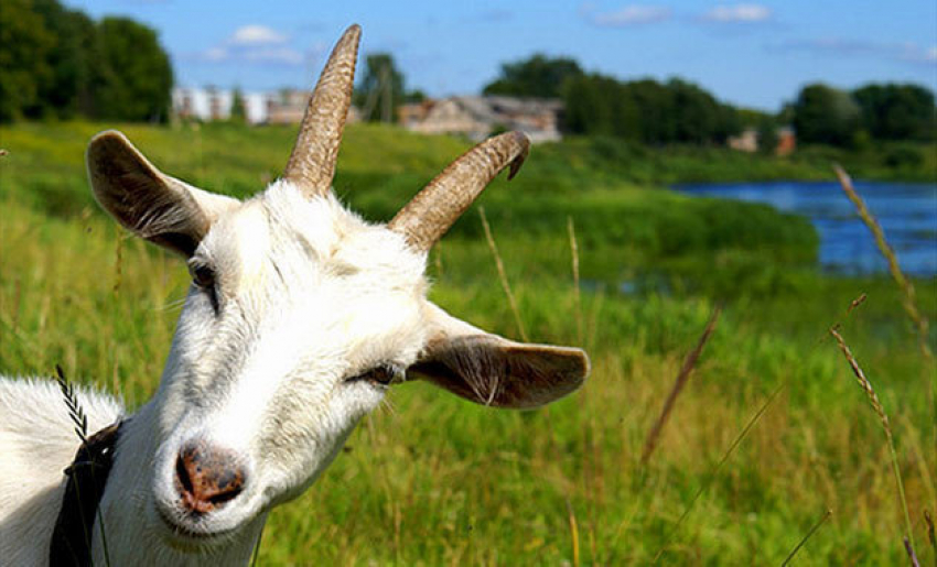 Нацармия выставила на аукцион коз и коров 