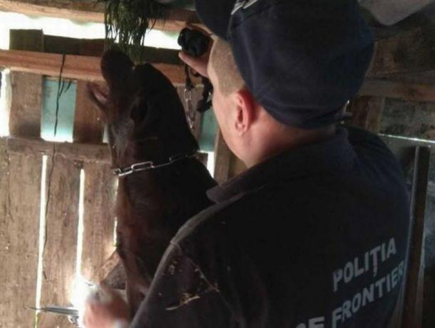 В Липканах во дворе 38-летнего мужчины обнаружена плантация марихуаны