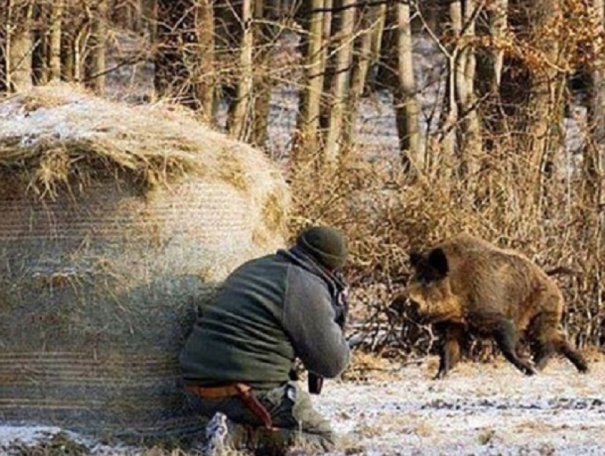 Под Дубоссарами поймали «кабаньего киллера»