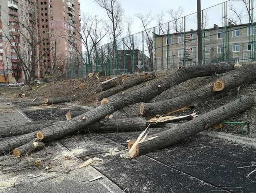 Вырубленные вокруг стадиона деревья ввели в заблуждение жителей Кишинева
