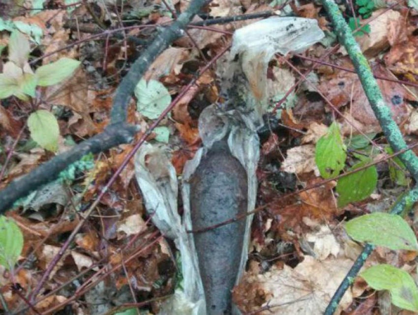 Взрывоопасный снаряд обнаружили в лесу Рышкановки в Кишиневе