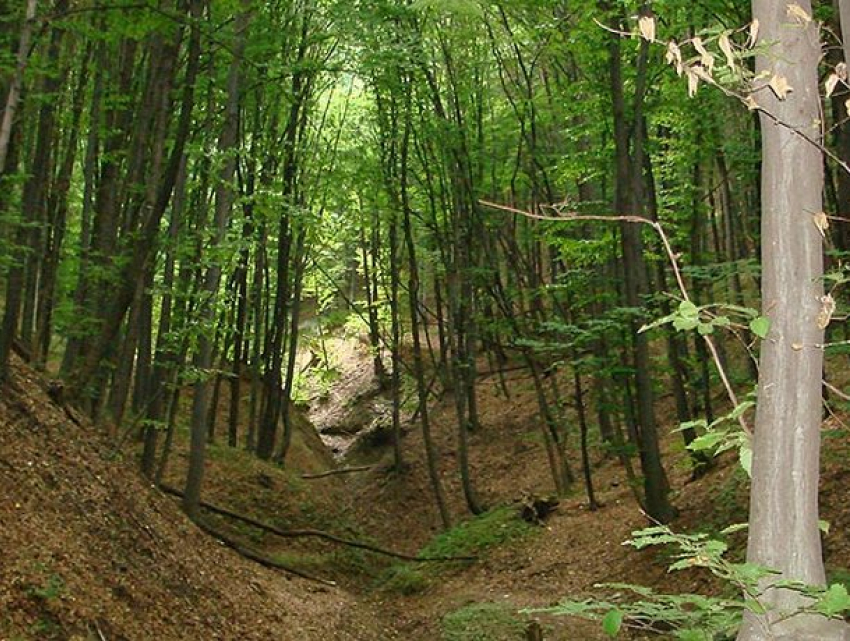 Сегодня свой профессиональный праздник отмечают работники лесного хозяйства