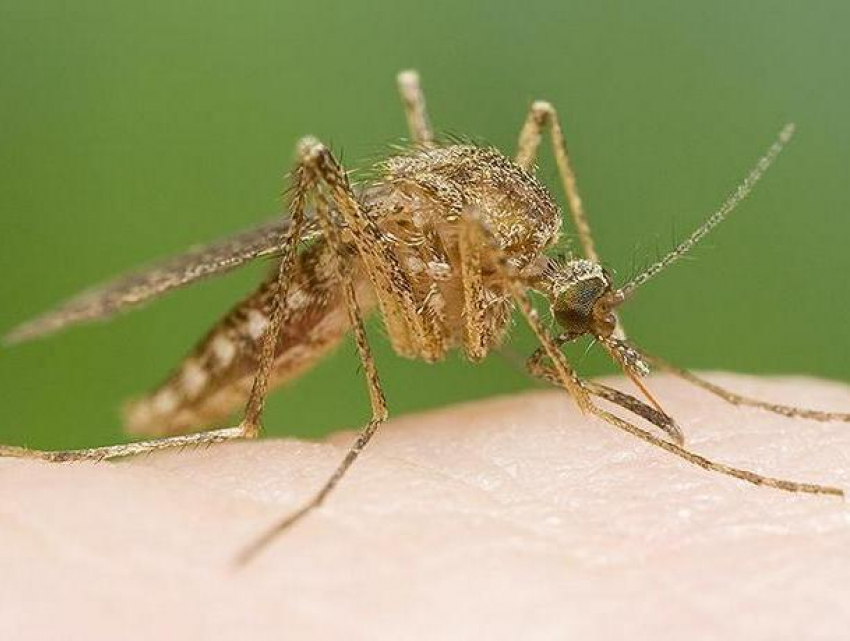 Комары-переносчики лихорадки Зика появились на побережье Турции