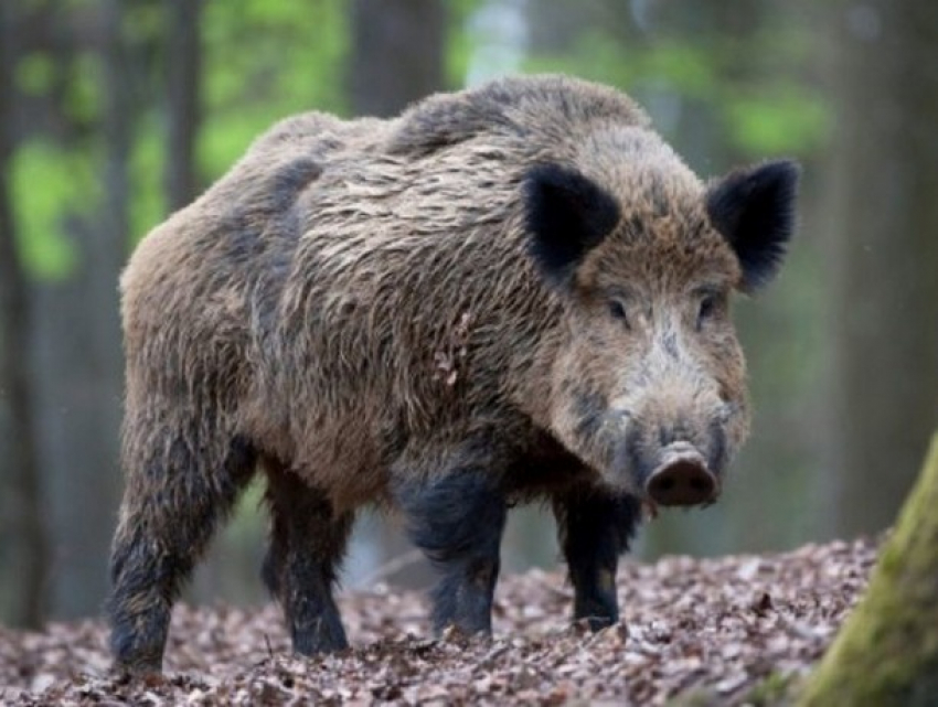 Вспышка свиной чумы в заповеднике «Пэдуря домняскэ»