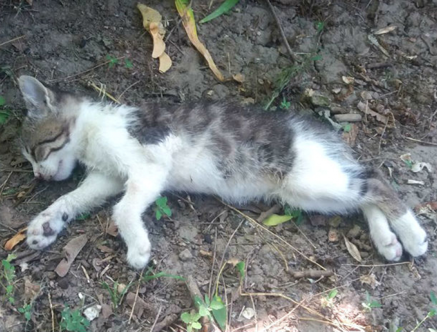 Массовые убийства кошек на Рышкановке совершили «наглый» мужчина с белой хаски