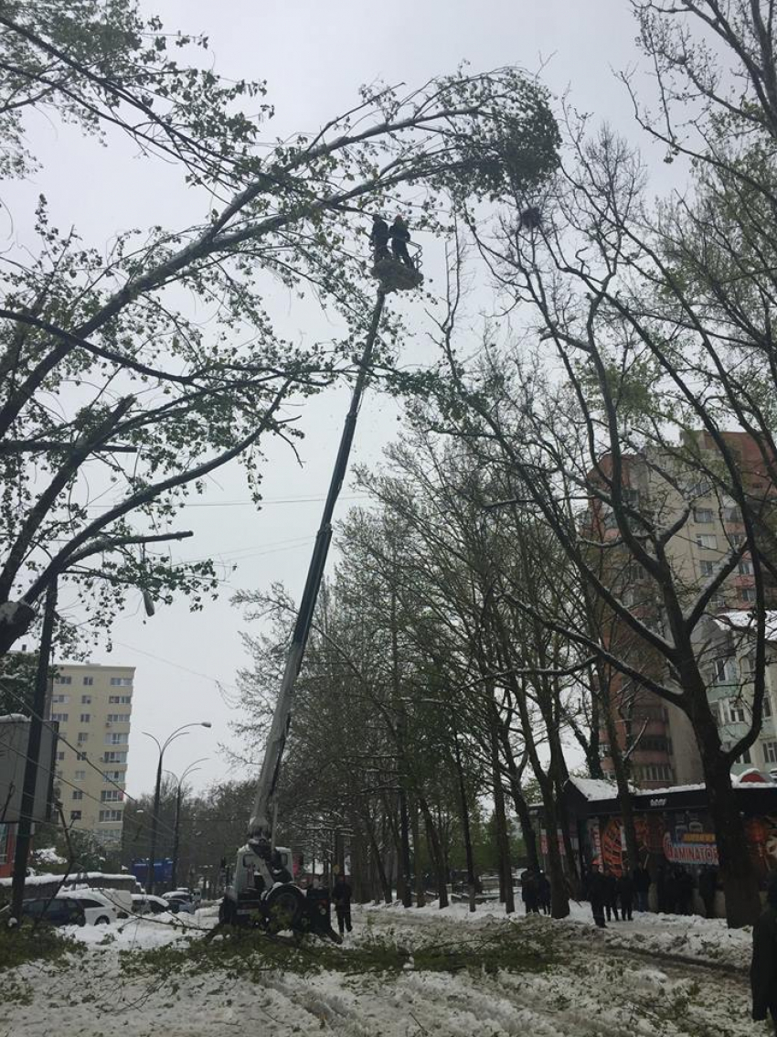 Чтобы очистить Кишинев от всех упавших веток и деревьев, муниципальным службам понадобится около месяца 