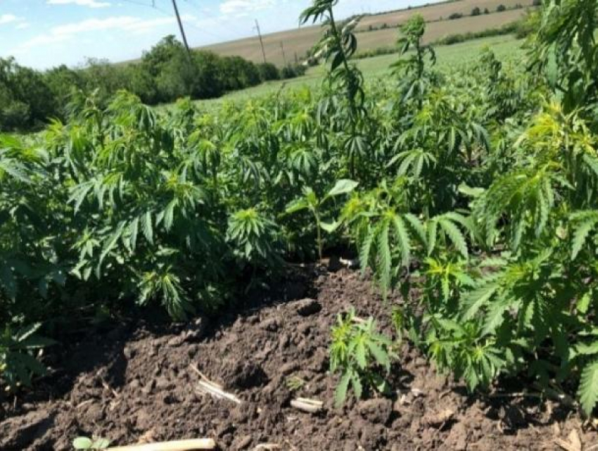 Полицейские прикончили оригинальный бизнес жителя села Румянцев Кагульского района