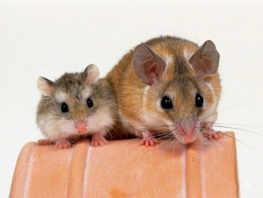 Реплика о Майе Санду: в чем разница между крысой и хомячком?