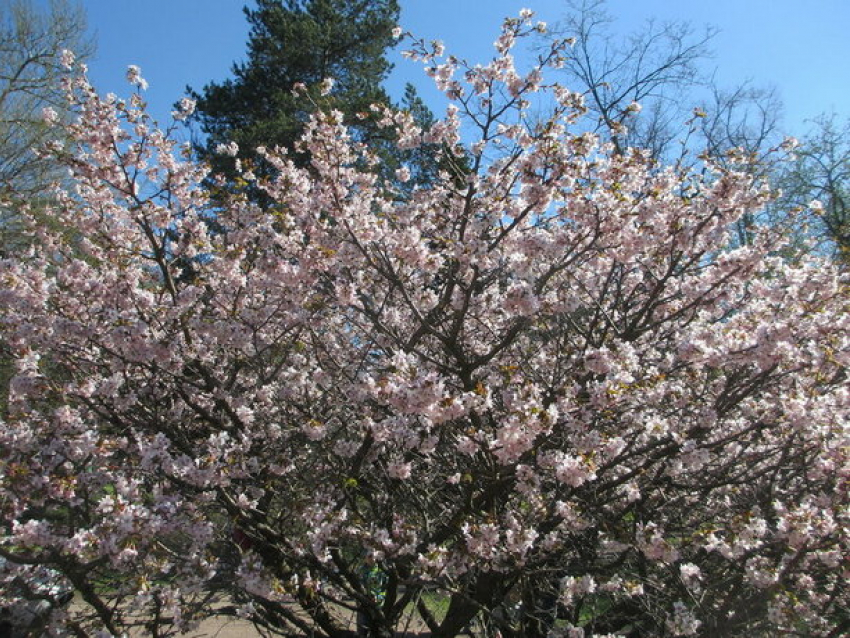 Температура растет – погода в Молдове на пятницу, 8 апреля 