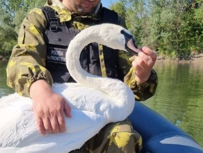 Пограничники спасли лебедя, запутавшегося в пластике