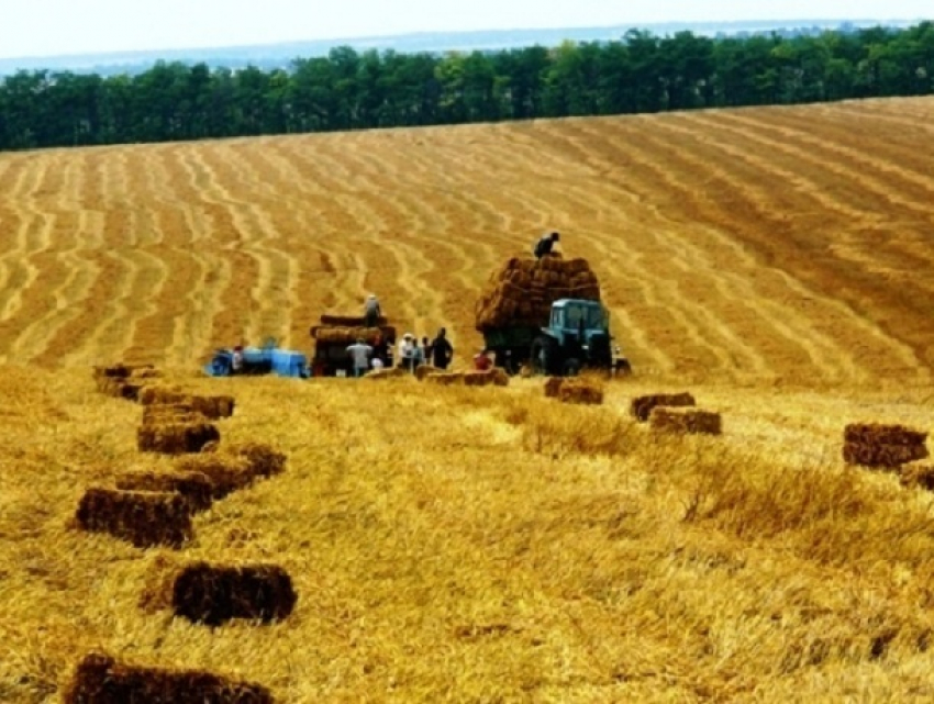 «Больше кукурузы, меньше картошки и молока»: статистики увидели рост сельского хозяйства в Молдове