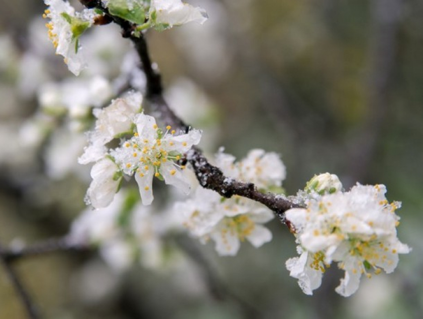 Погода меняется: в Молдове вновь ожидаются заморозки