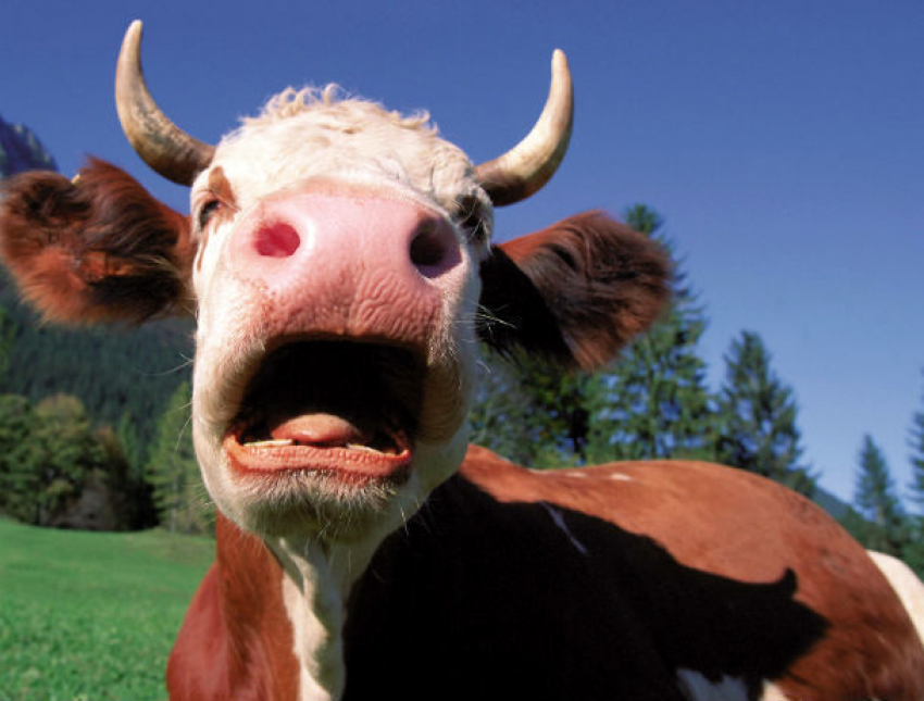 Испугавшаяся корова убила своего хозяина в Слободзейском районе