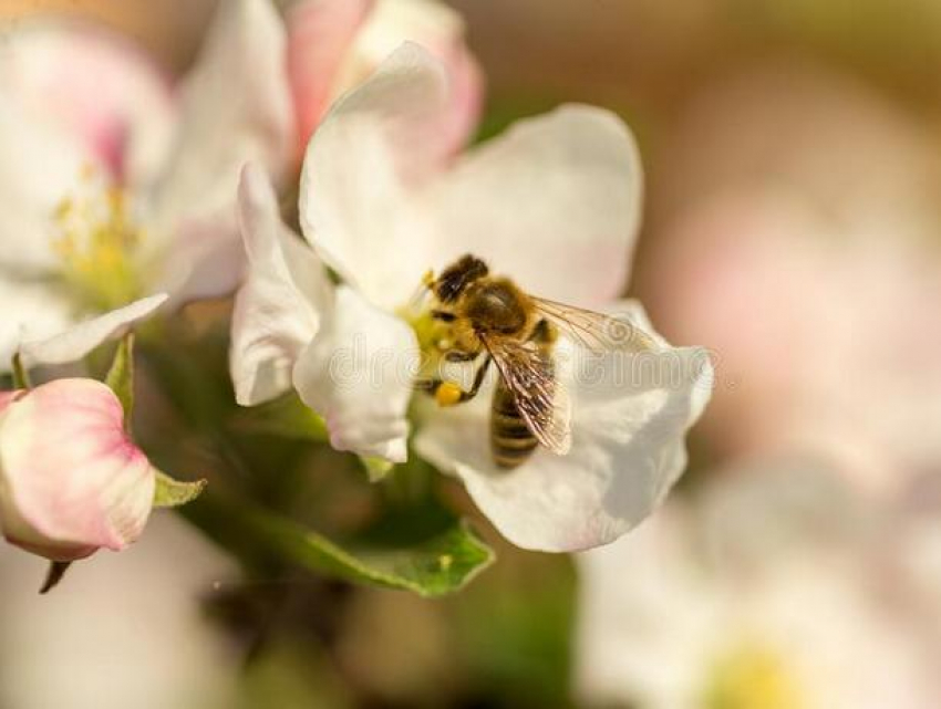 В среду температура в Молдове поднимется до +20°C 