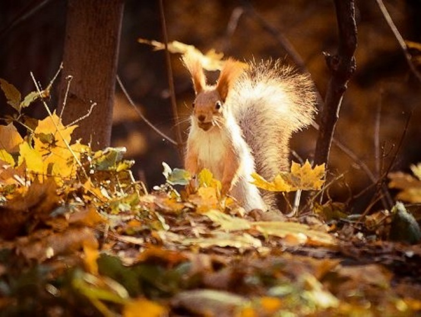 Метеорологическая аномалия над Европой: ждем «бабье лето» 