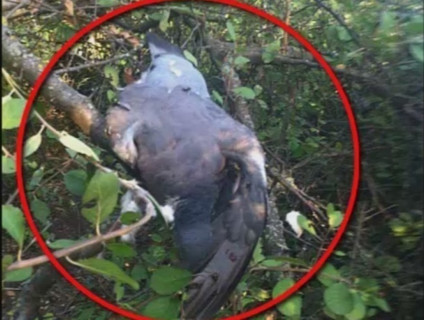 Незаконную охоту на диких голубей устроил житель столицы 