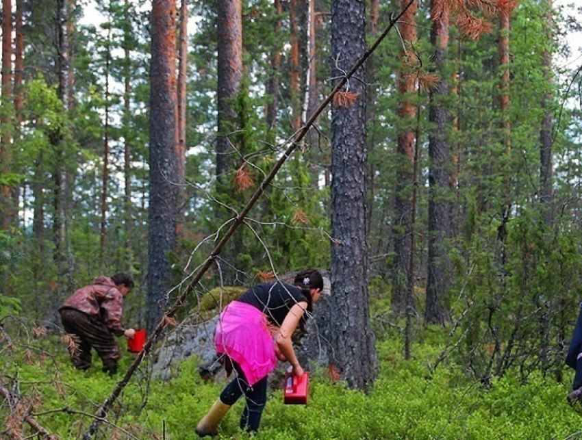 Большая группа сборщиков ягод из Украины загадочно исчезла в Финляндии