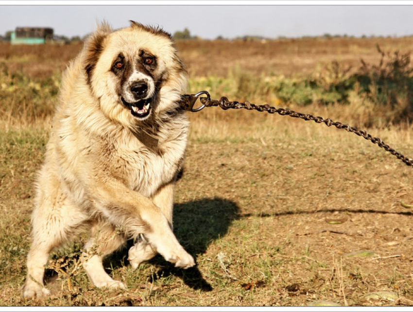 С сентября 2027-го: какие породы собак нельзя будет разводить в Молдове