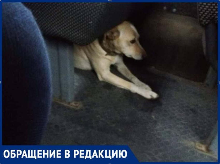 Трогательная история молдавского Хатико – собака ездит в общественном транспорте в поисках потерявшихся хозяев