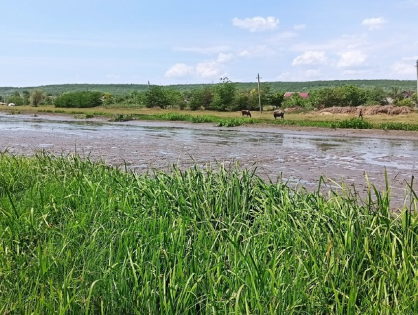 На реке Рэут массово гибнет рыба
