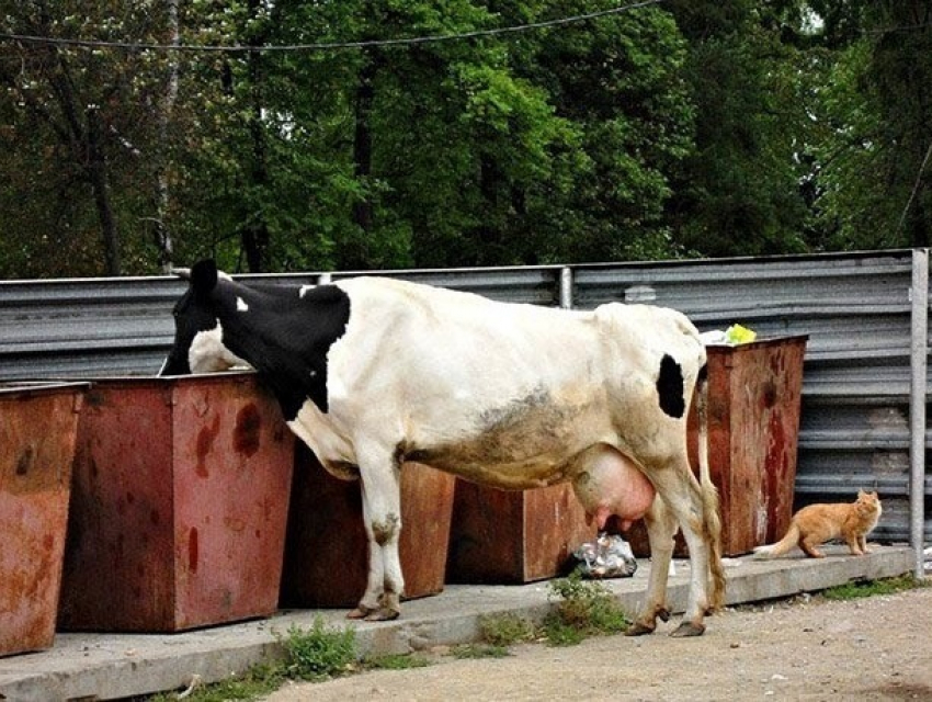 Предприниматели превратили Чадыр-Лунгу в пастбище для коров