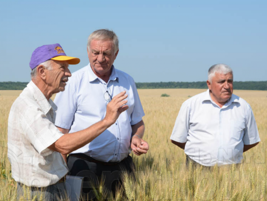 На севере Молдовы выводят новые сорта пшеницы