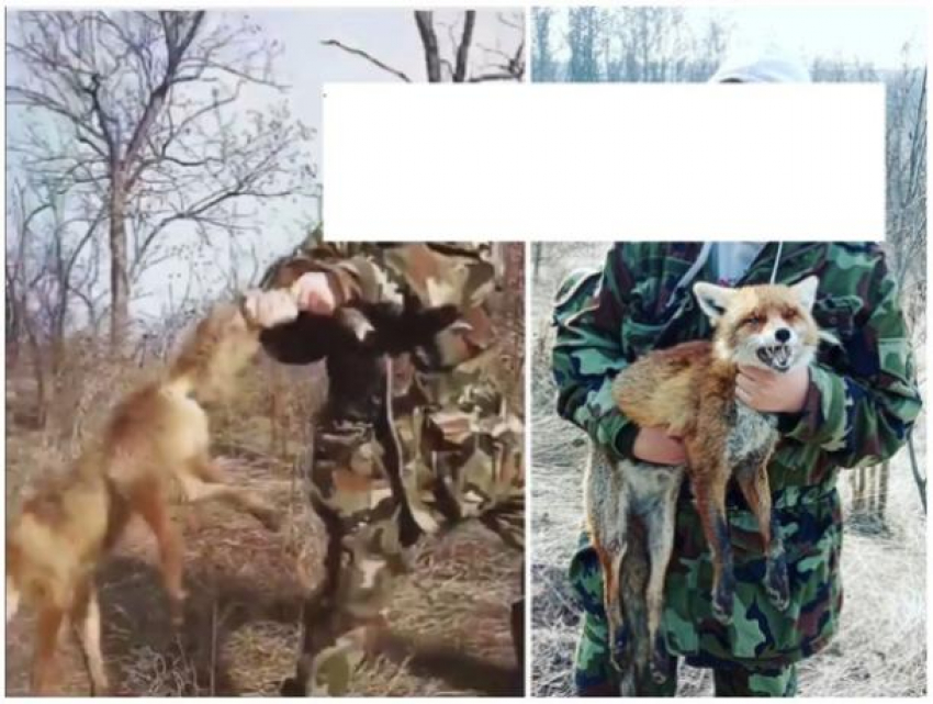 Крайняя жестокость - в Молдове молодой парень зверски убил лису, не стесняясь объектива камеры