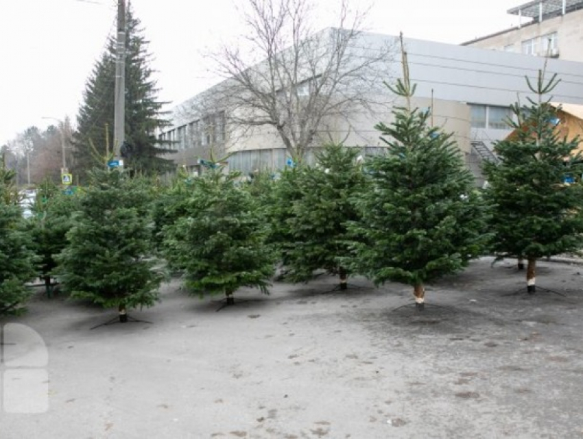 В продаже уже появились первые елки