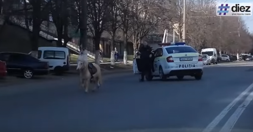 Сбежавший пони парализовал движение на Московском проспекте