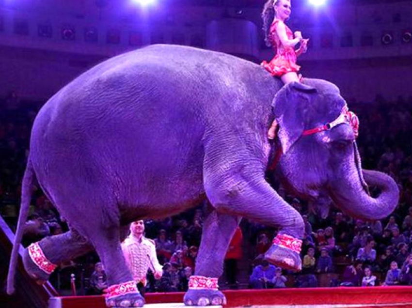 Слон с наездницей рухнул на зрителей в цирке