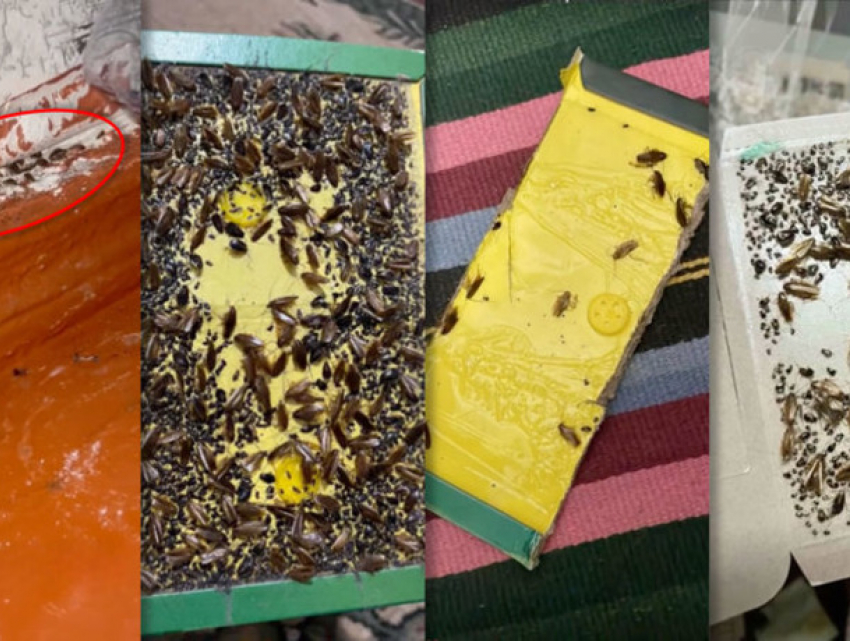 Тараканы захватили общежитие в Кишиневе