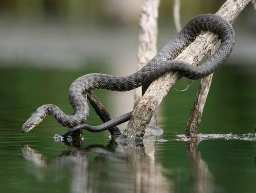 В Молдове началось нашествие змей: рептилии облюбовали берег Днестра в Сороках