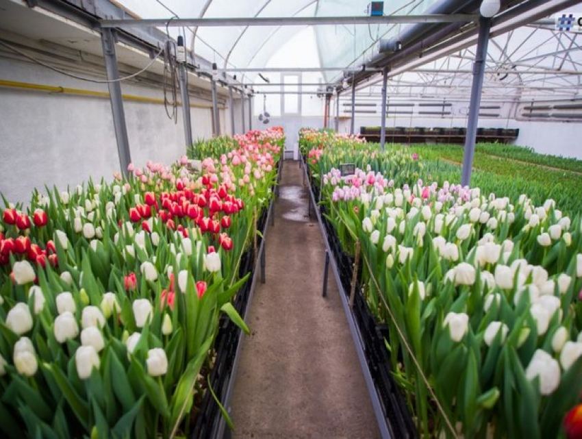 В теплицах под Яловенами распустились тюльпаны посреди зимы