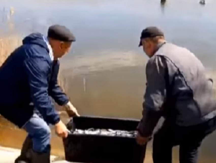 «Толстолобо-терапия» - в Бельцах решили почистить озеро при помощи мальков толстолобика