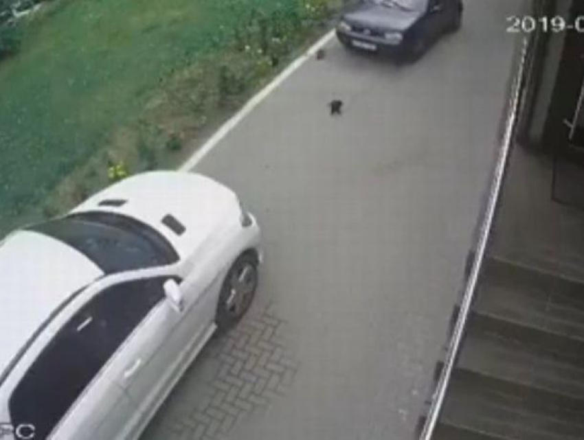 В Кишиневе живодер на автомобиле VW Golf намеренно проехался по щенку (18+)