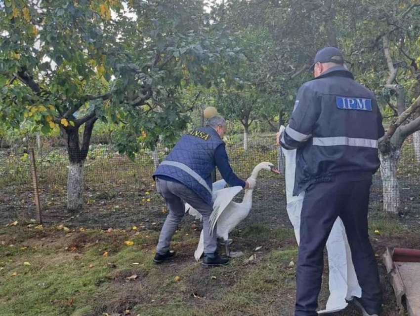 Заблудившегося лебедя спасли в Оргеевском районе