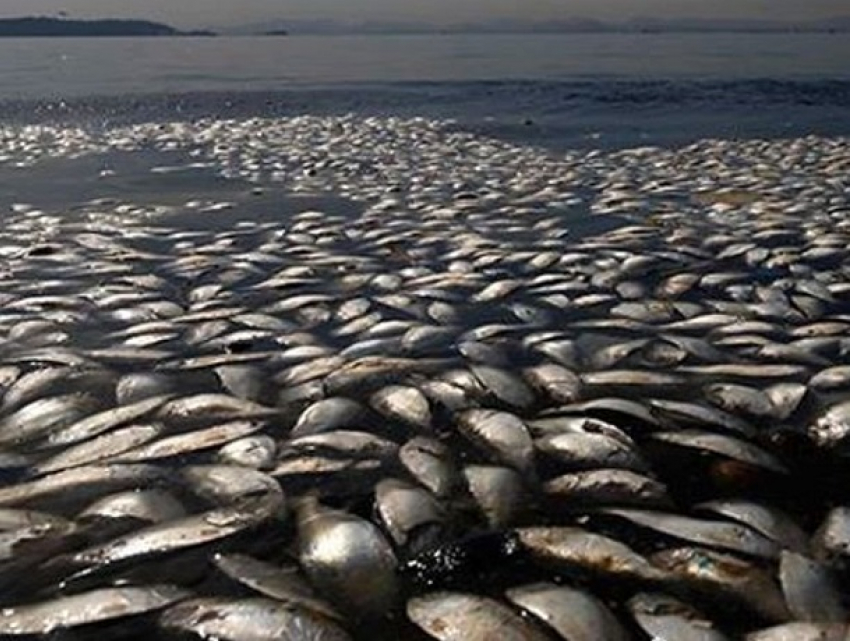 В Чимишлии на озере произошел крупнейший мор рыбы